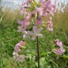 Saponaria Officinalis -Soap Wort- MOTH HOST PLANT! - 2 litre pot - Image 2