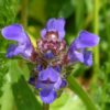Prunella Freelander Blue - Self-Heal- 2 litre pot