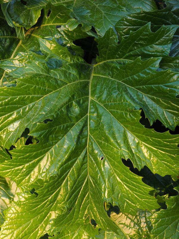 Acanthus - Mollis -  5 Litre Pot - Image 3