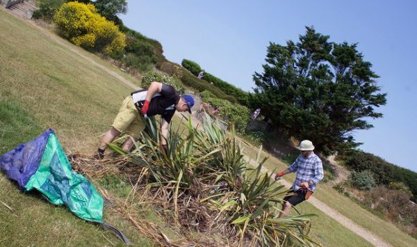 Cosmos flowers for the Sunken Gardens restoration project at Westbrook in Thanet