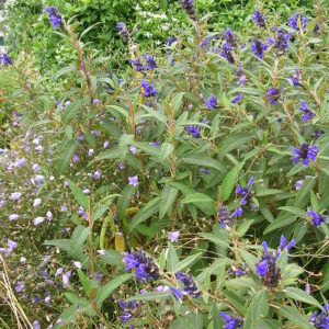 Salvia Corrugata