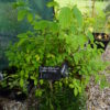 Philadelphus: Belle Etoile - Image 3