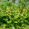 Phlomis russeliana (Jerusalem Sage) - 2 litre pot