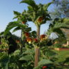 Scrophularia Sambucifolia  - Elder-leaved Figwort -5 litre pot
