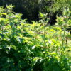 Scrophularia Sambucifolia  - Elder-leaved Figwort -5 litre pot - Image 3