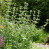 Scrophularia Sambucifolia  - Elder-leaved Figwort -5 litre pot - Image 2