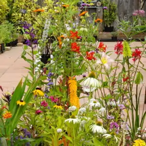 Annual Summer Plants