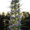 Echium Pininana - Giant Viper's Bugloss 3litre
