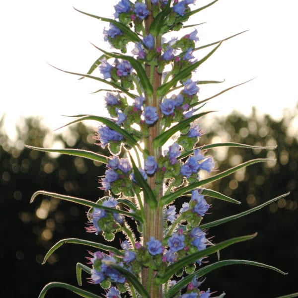 Echium Pininana - Giant Viper's Bugloss 3litre