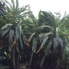 Echium Pininana - Giant Viper's Bugloss 3litre - Image 3