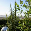 Echium Pininana - Giant Viper's Bugloss 3litre - Image 2