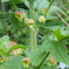 Scrophularia Sambucifolia  - Elder-leaved Figwort -5 litre pot - Image 4