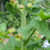 Scrophularia Sambucifolia  - Elder-leaved Figwort -5 litre pot - Image 5