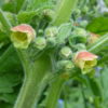 Scrophularia Sambucifolia  - Elder-leaved Figwort -5 litre pot - Image 6