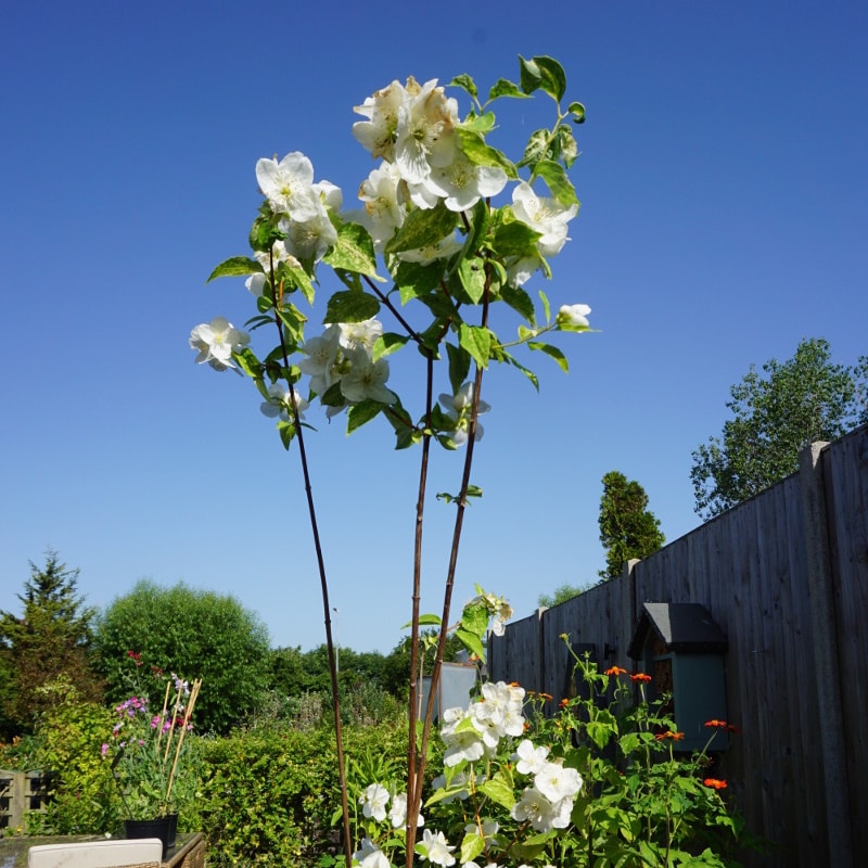 Philadelphus Enchanted Gardens Kent