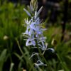 Camassia Leichtlinii Alba  - 5 bulbs - 2 litre pot - Image 2