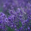 Lavender Hidcote - 2 litre pot
