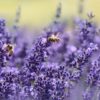 Lavender Hidcote - 2 litre pot - Image 2