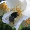 Philadelphus: Belle Etoile