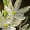 Camassia Leichtlinii Alba  - 5 bulbs - 2 litre pot
