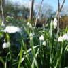 Leucojum Vernum 2 litre pot - Image 3