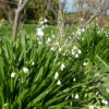 Leucojum Vernum 2 litre pot - Image 2