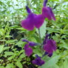 Salvia (Sue's Purple) 2 litre pot Available from June - Image 3