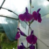 Salvia (Sue's Purple) 2 litre pot Available from June - Image 2
