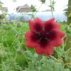 Potentilla Ron McBeath 2 litre pot - Image 2