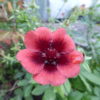 Potentilla Ron McBeath 2 litre pot