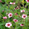 POTENTILLA -  HELEN JANE - 2 LITRE POT - Image 2