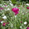 Lychnis Coronaria (Rose Campion) 2 litre pot - Image 2