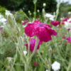 Lychnis Coronaria (Rose Campion) 2 litre pot