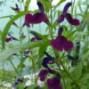 Salvia (Sue's Purple) 2 litre pot Available from June