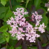 Sambucus Nigra Thundercloud -5 litre pot - Image 2
