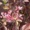Sambucus Nigra Thundercloud -5 litre pot