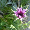 Salsify - Tragopogon - 2 Litre pot