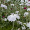Lychnis Coronaria (Rose Campion) 2 litre pot - Image 3