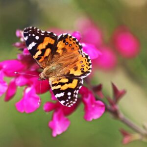 Plant Gift Voucher - 1 @ £12.50