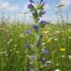 Echium Vulgare - UK Native Wildflower - 2 litres