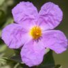 Cistus 'silver pink' - Rock Rose - 5 litre - Image 2