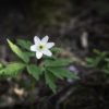 Anemone Blanda 'white splendour' (winter windflower) x 25 loose bulbs - £7.50 - Image 2