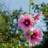 Hollyhock (Alcea) mixed colours Seeds - Image 3