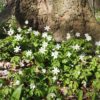 Anemone Blanda 'white splendour' (winter windflower) x 25 loose bulbs - £7.50