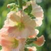 Hollyhock (Alcea) mixed colours Seeds - Image 4