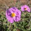 Cistus 'silver pink' - Rock Rose - 5 litre