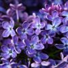 White & Pale mauve Lilac - Syringa 5 litre - Image 3