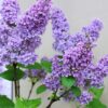 White & Pale mauve Lilac - Syringa 5 litre - Image 2