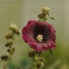 Hollyhock (Alcea) Fig Leaf - 2 litre pot - Image 2