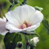 Hollyhock (Alcea) mixed colours Seeds - Image 5